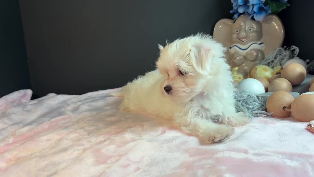 Maltese dogs for sale: Maltese 2 - Video 1