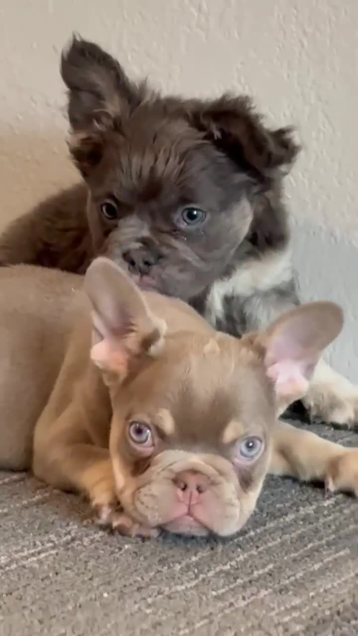 French Bulldog dogs for sale: COCO-ISABELLA Fluffy Carrier in CALI, USA DELIVERY AVAILABLE! - Video 2
