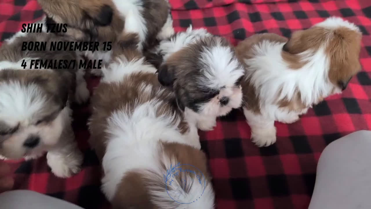 Shih Tzu dogs for sale: Parker - Video 3