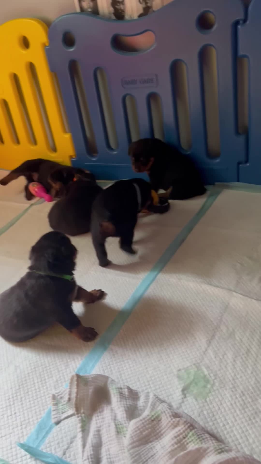 Rottweiler dogs for sale: bowser - Video 1