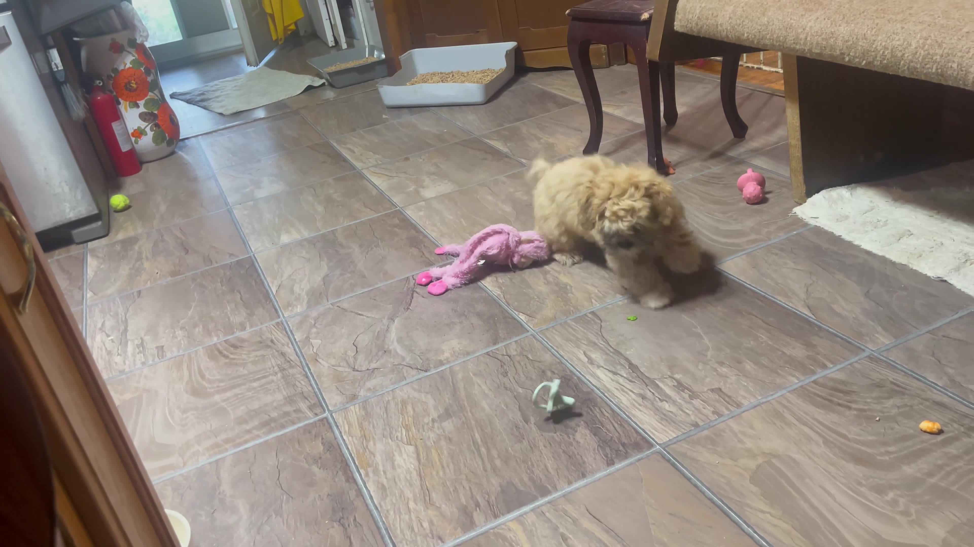 Shihpoo dogs for sale: Luke - Video 1
