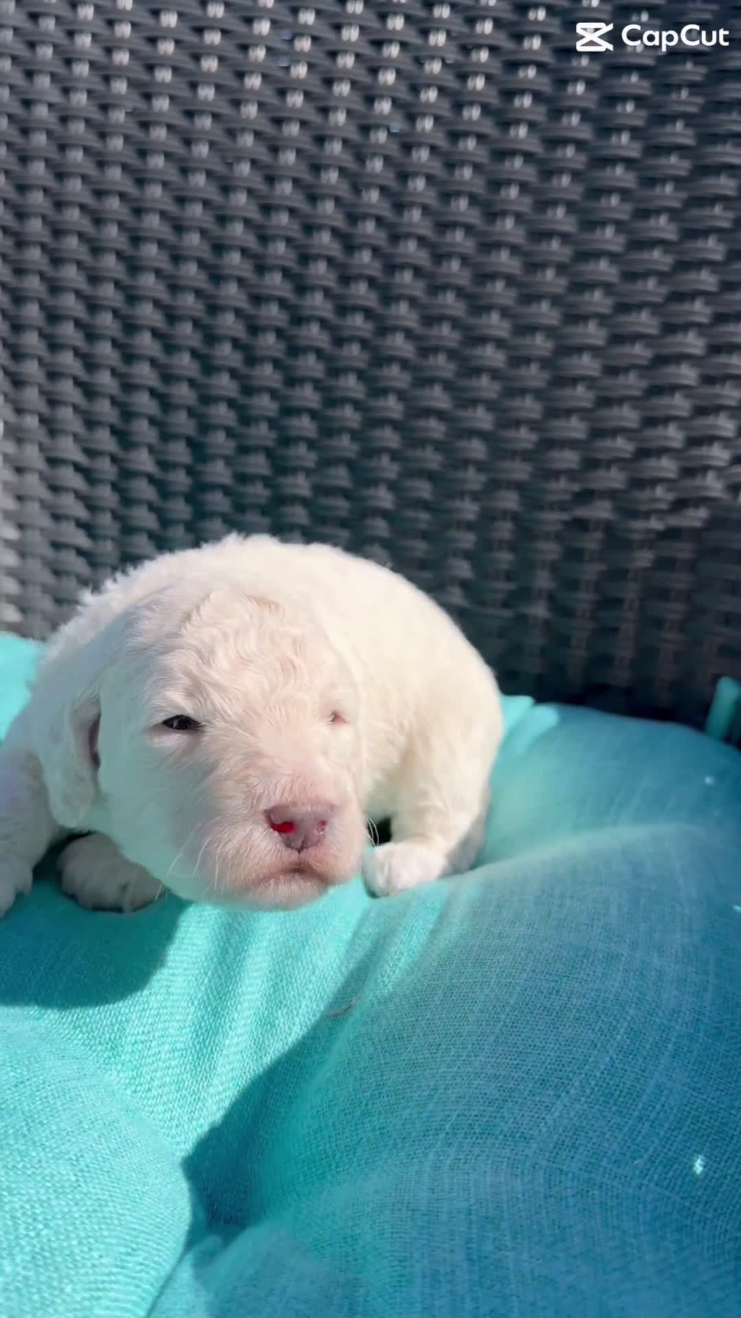 Mixed Breed dogs for sale: Cadbury - Video 1