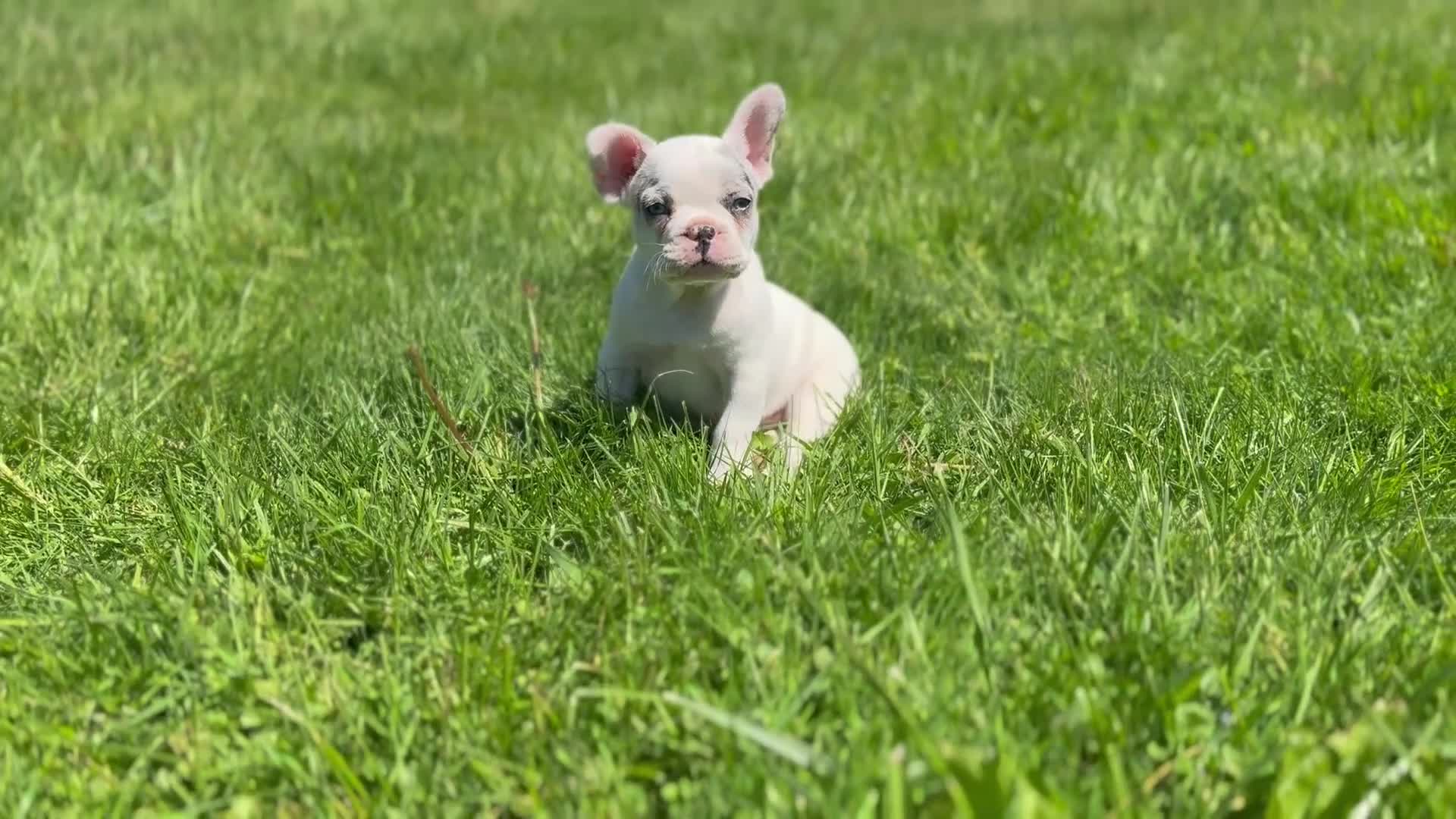 French Bulldog dogs for sale: Silvers Raleigh  - Video 1