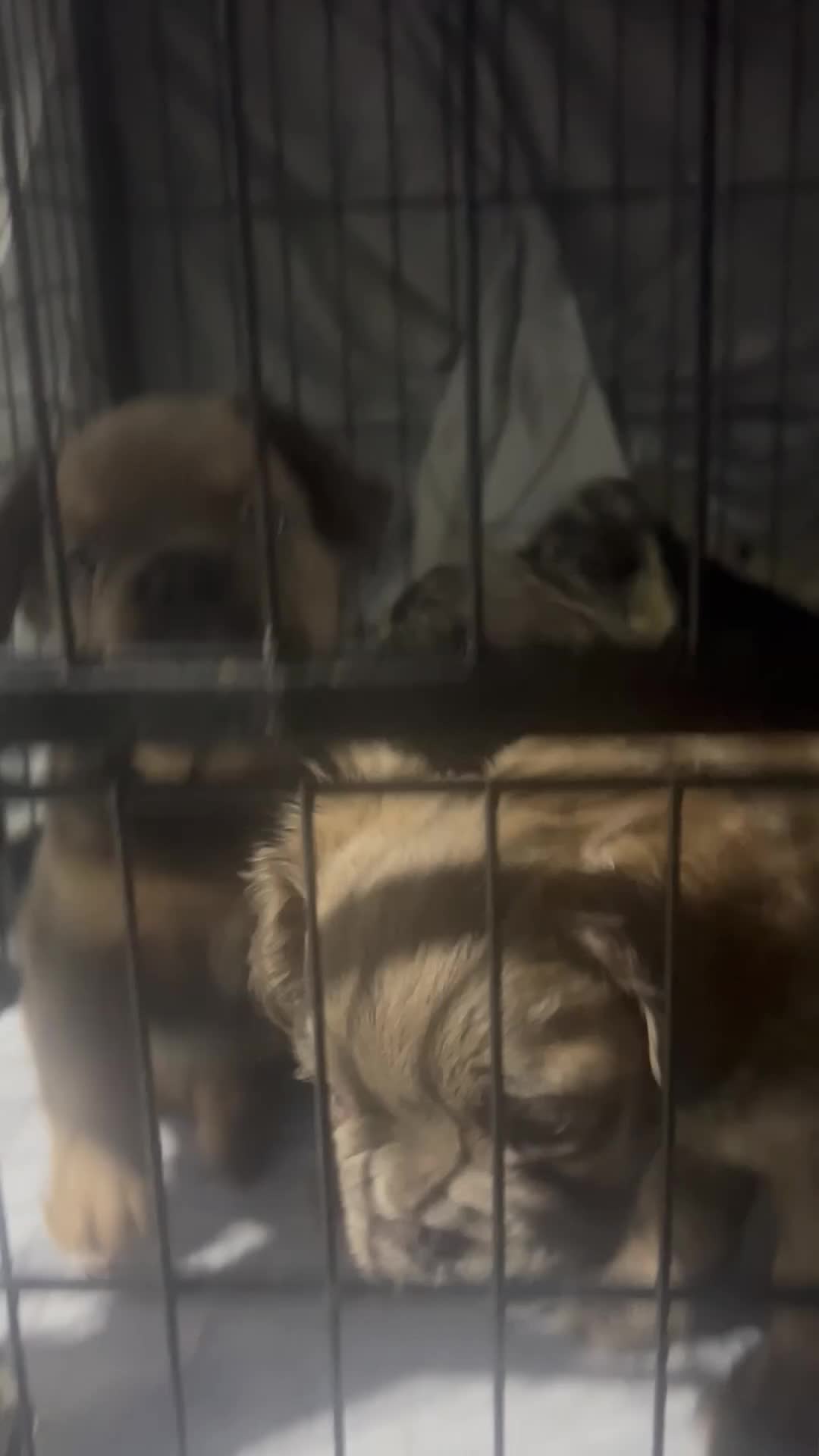 French Bulldog dogs for sale: French Bulldog 1 male  - Video 3