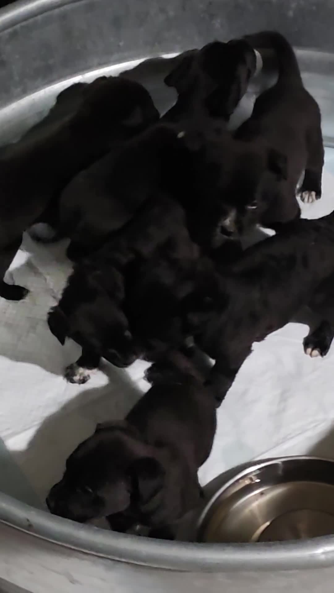 Goldador dogs for sale: Golden retriever/ Black Labrador Puppy 1 female  - Video 1