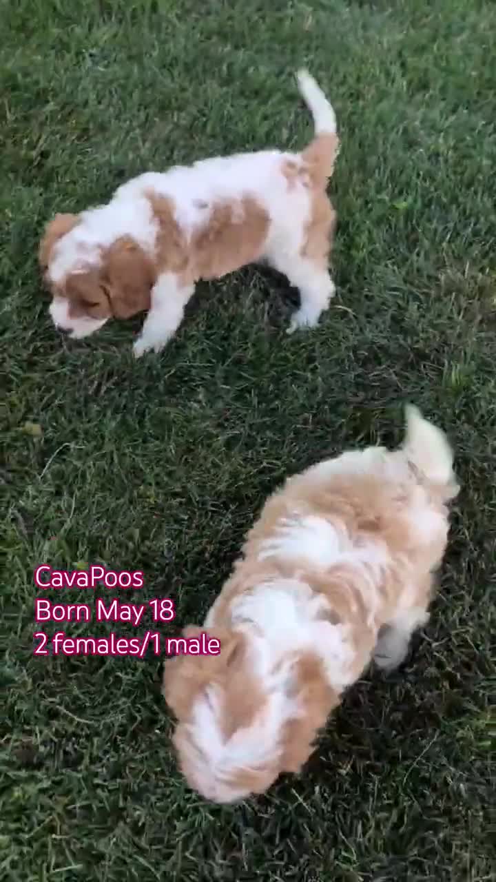 Cavapoo dogs for sale: Rayna - Video 3