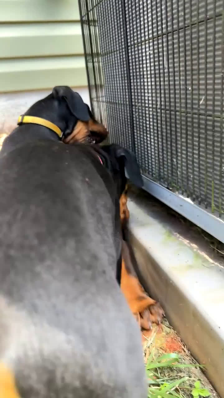 Doberman Pinscher dogs for sale: Puppy 6 - Video 4