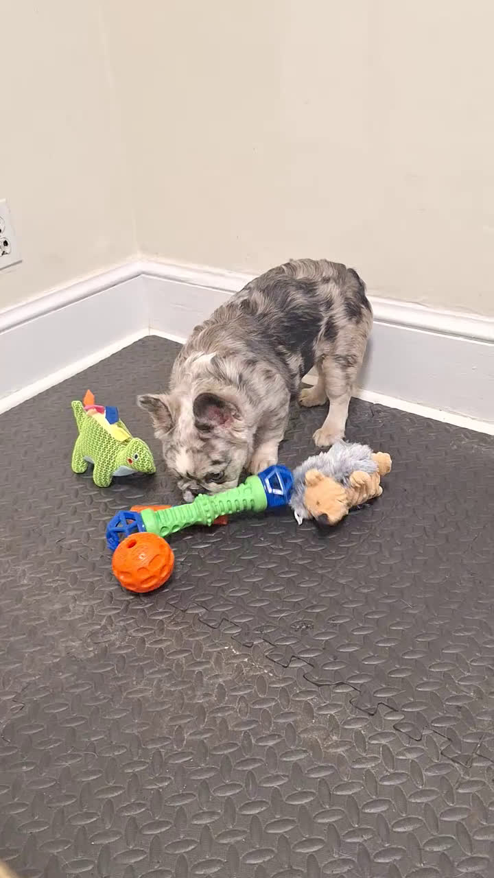 French Bulldog dogs for sale: Princess  - Video 1