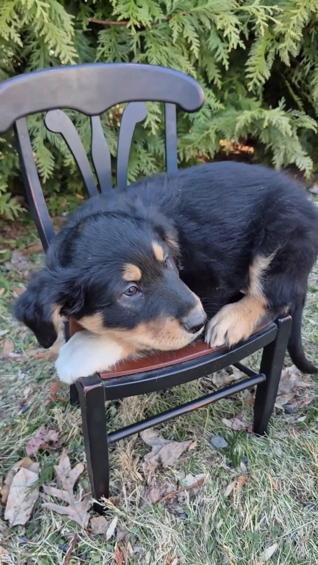 English Shepherd dogs for sale: English Shepherd Max  - Video 1