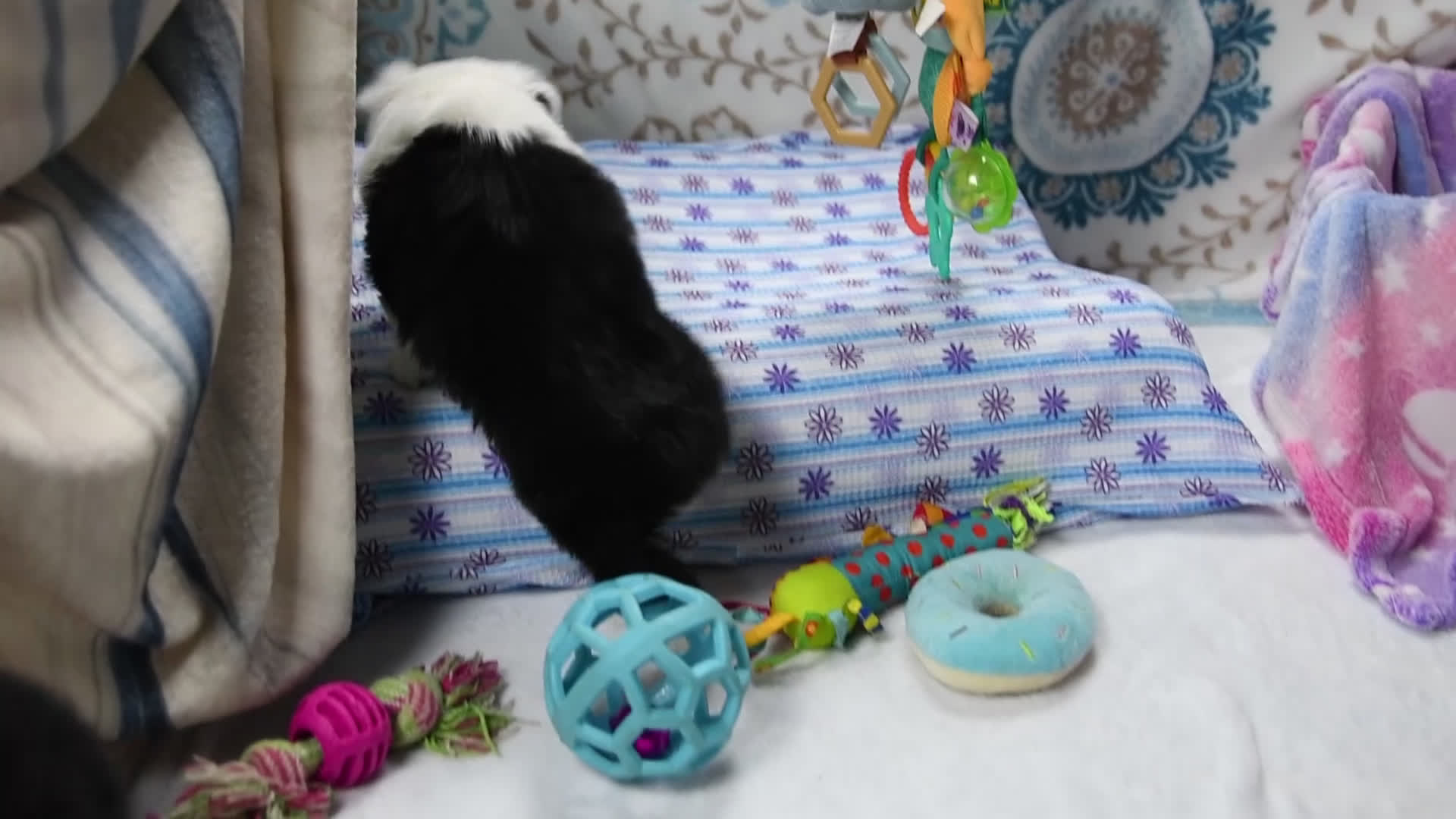 Toy Australian Shepherd dogs for sale: Brandi - Video 2