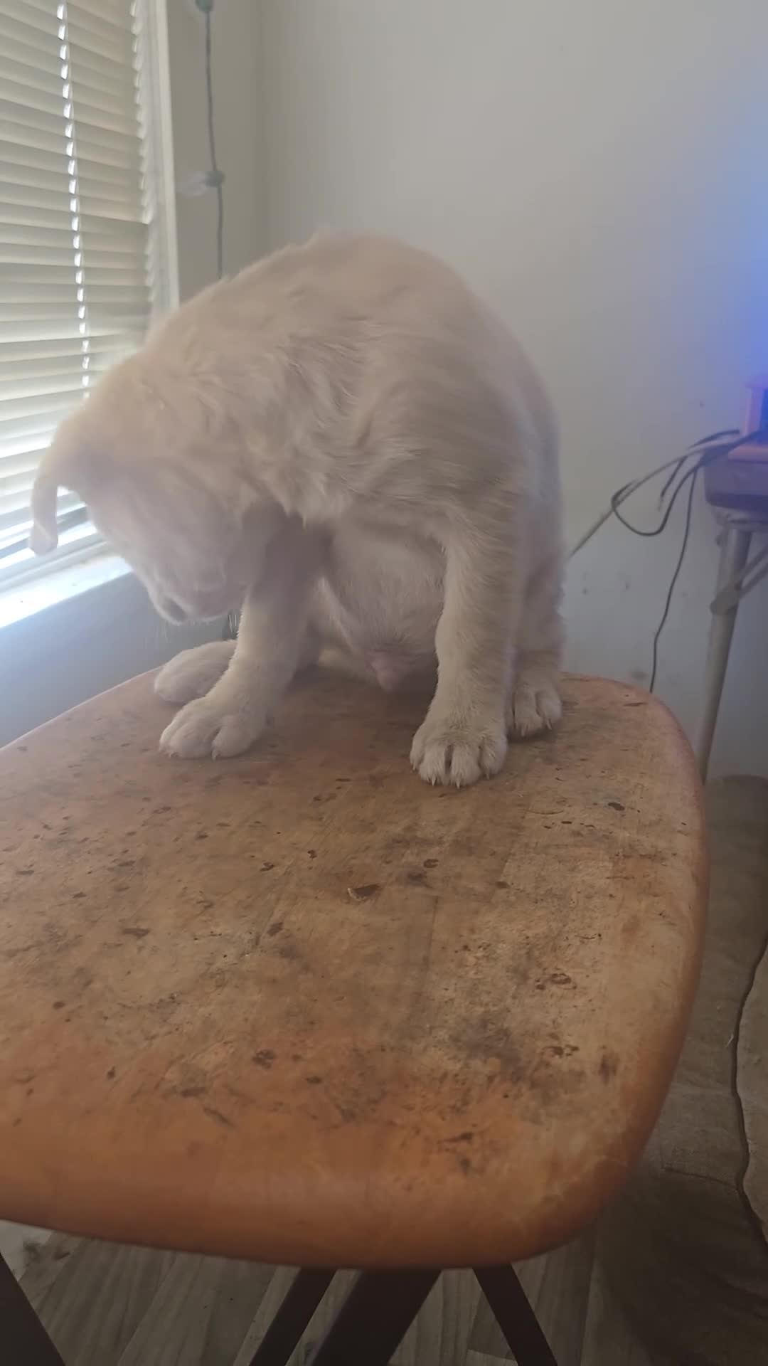 Mixed Breed dogs for sale: big blue - Video 1