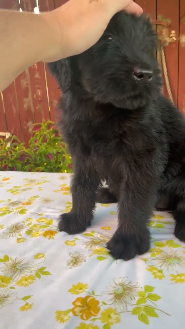 Giant Schnauzer dogs for sale: Renita - Video 1