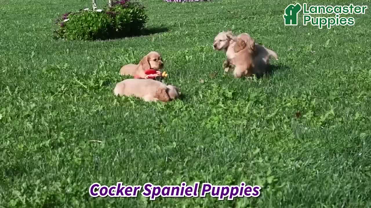 English Cocker Spaniel dogs for sale: Ricky Boy - Video 1