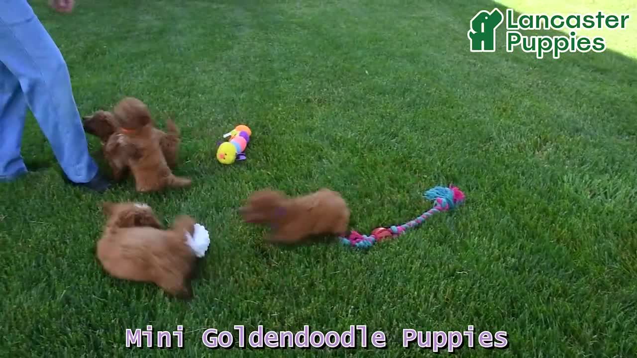 Mini Goldendoodle dogs for sale: Starla - Video 1