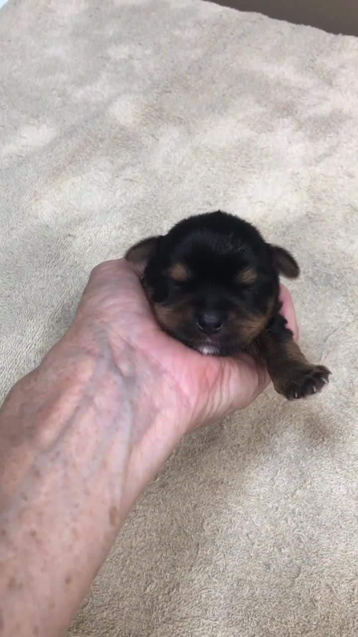 Yorkshire Terrier dogs for sale: Moose - Video 1
