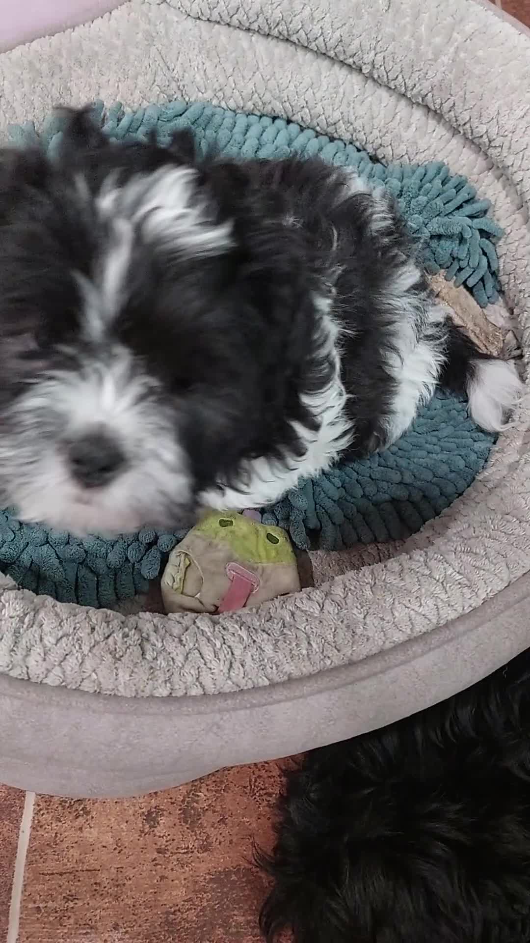 Shih Tzu dogs for sale: Shih Tzu Puppy 6 - Video 1