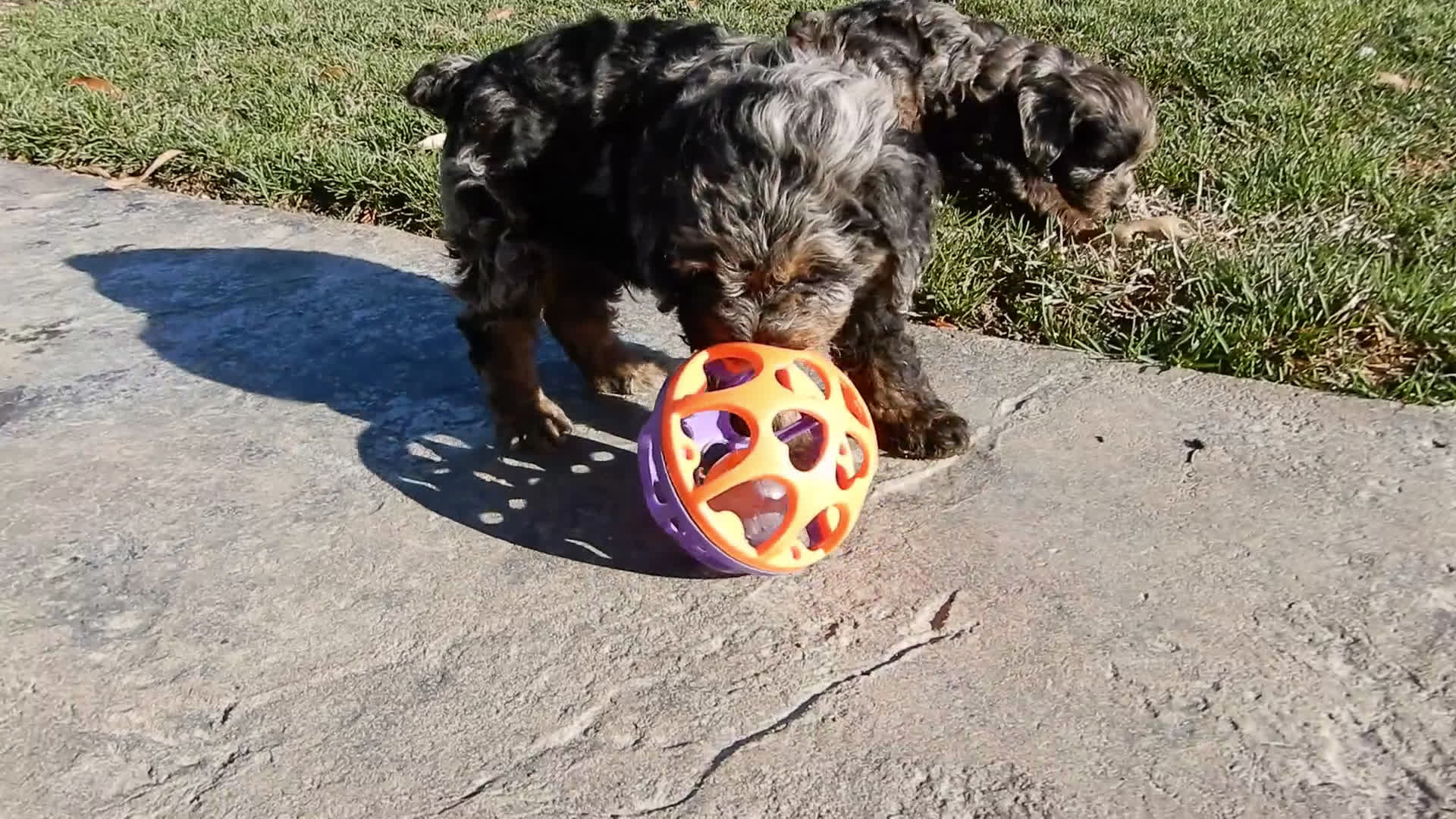 Cockapoo dogs for sale: Easton - Video 1