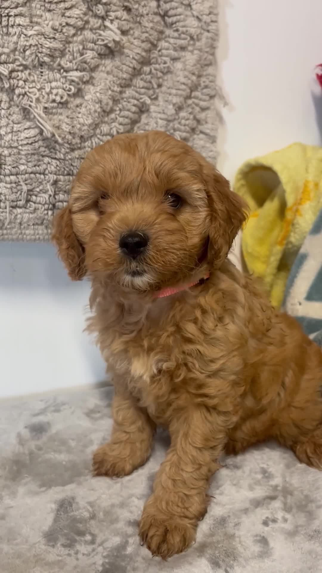 Cavapoo dogs for sale: Jane - Video 1