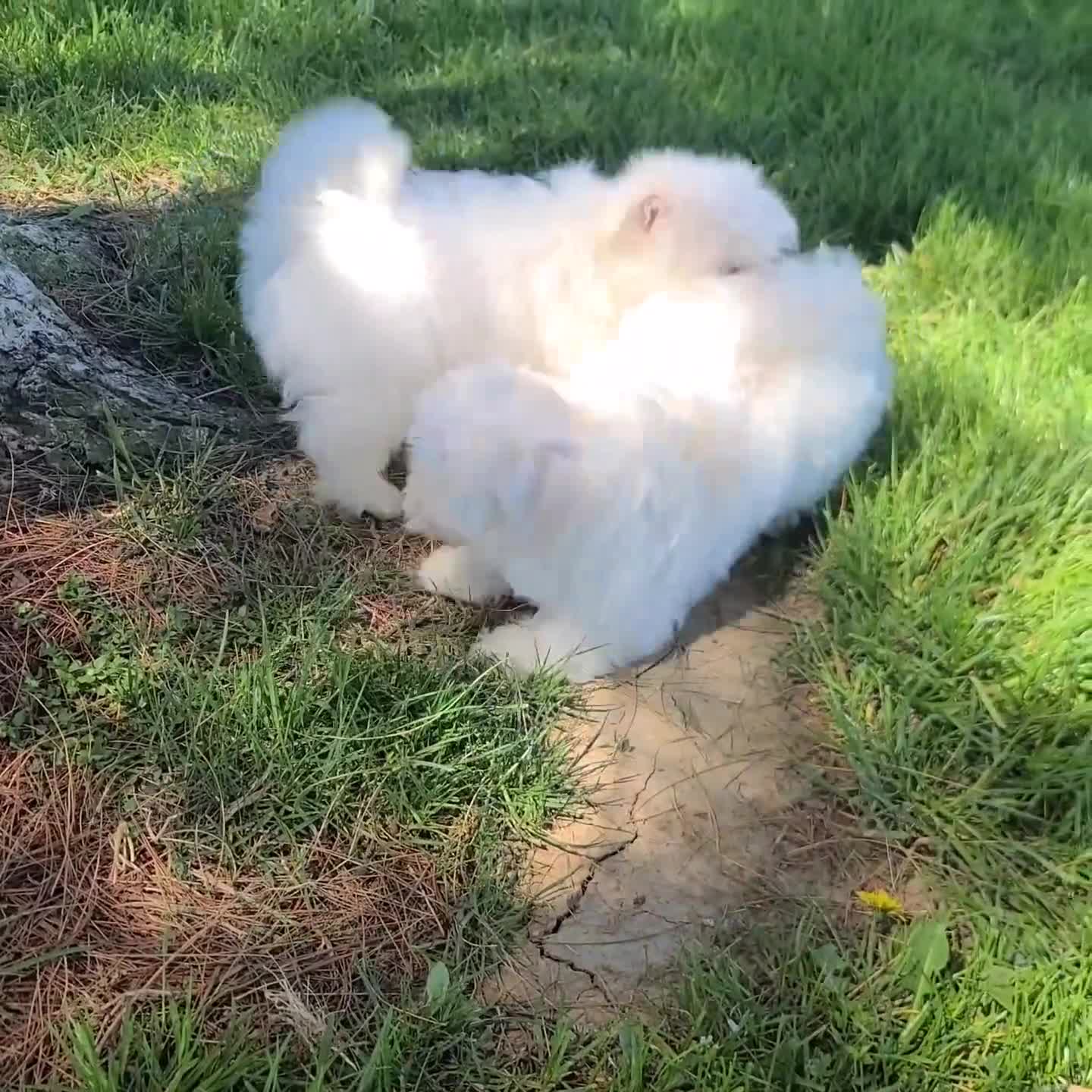 Maltese dogs for sale: Nikki - Video 2