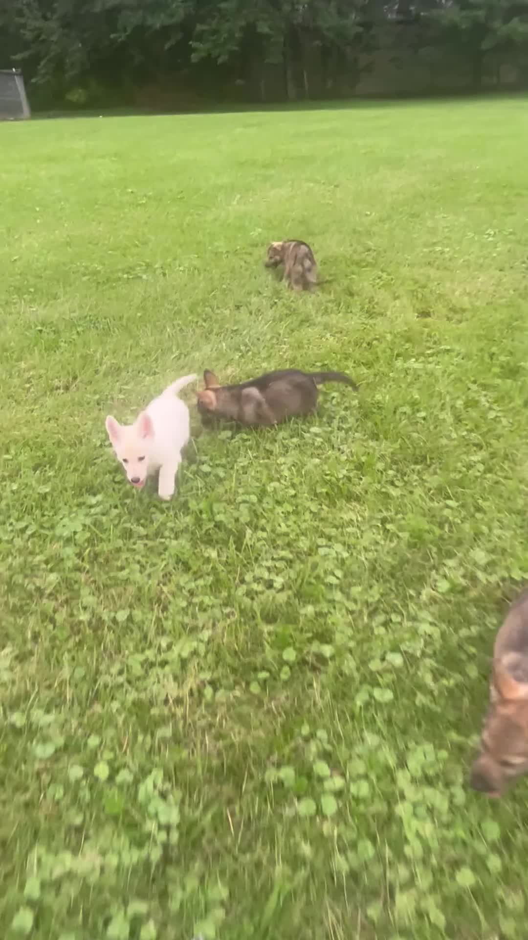 German Shepherd dogs for sale: Max  - Video 1