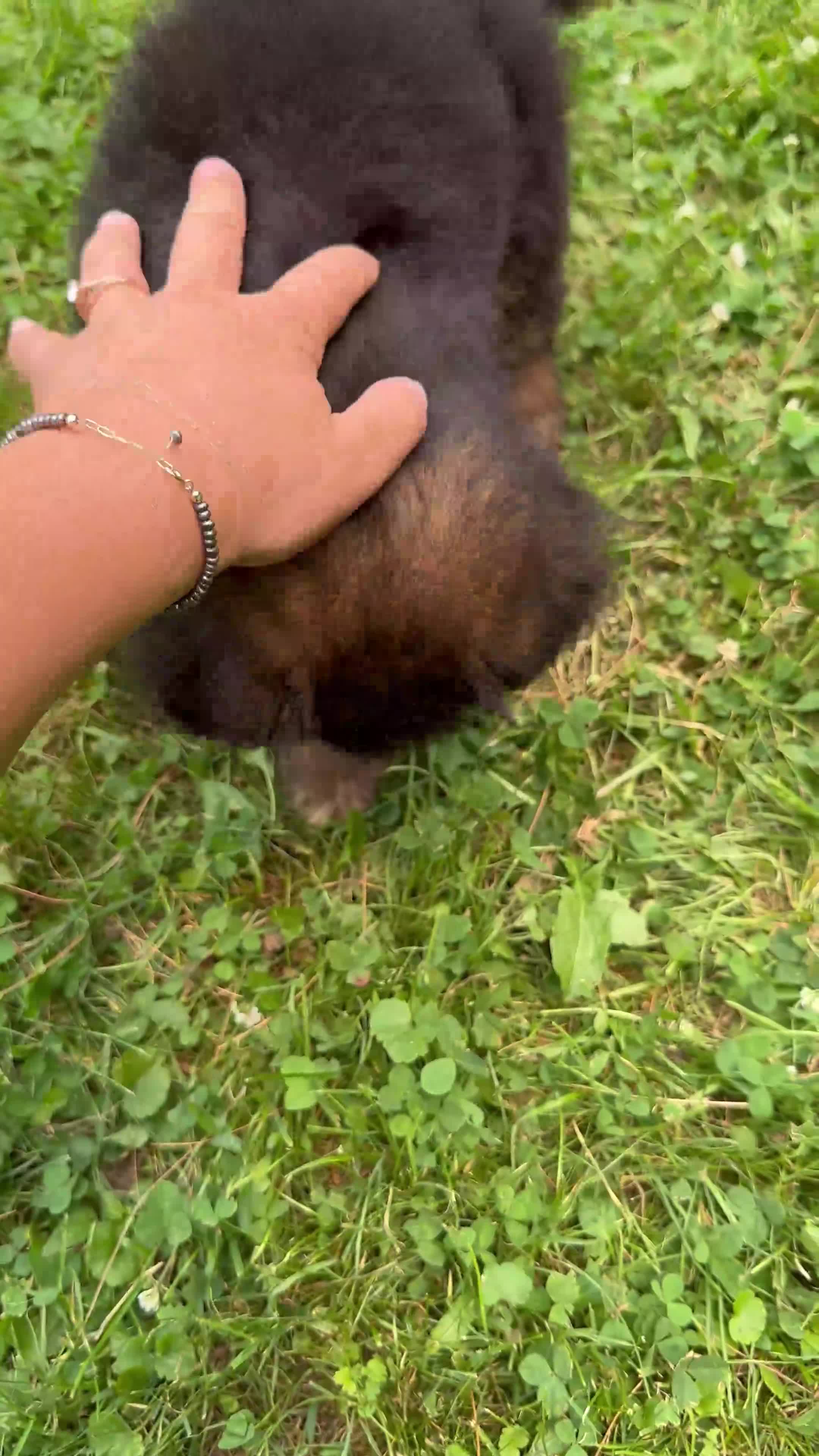 German Shepherd dogs for sale: Remy - Video 1