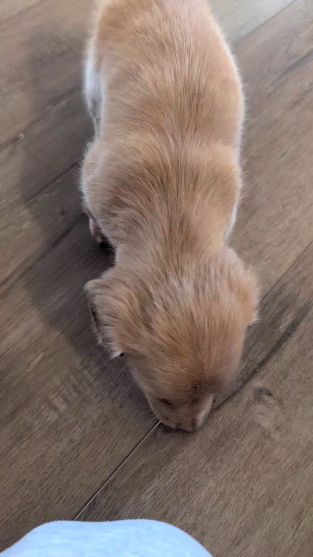 Miniature Dachshund dogs for sale: Lady - Video 1