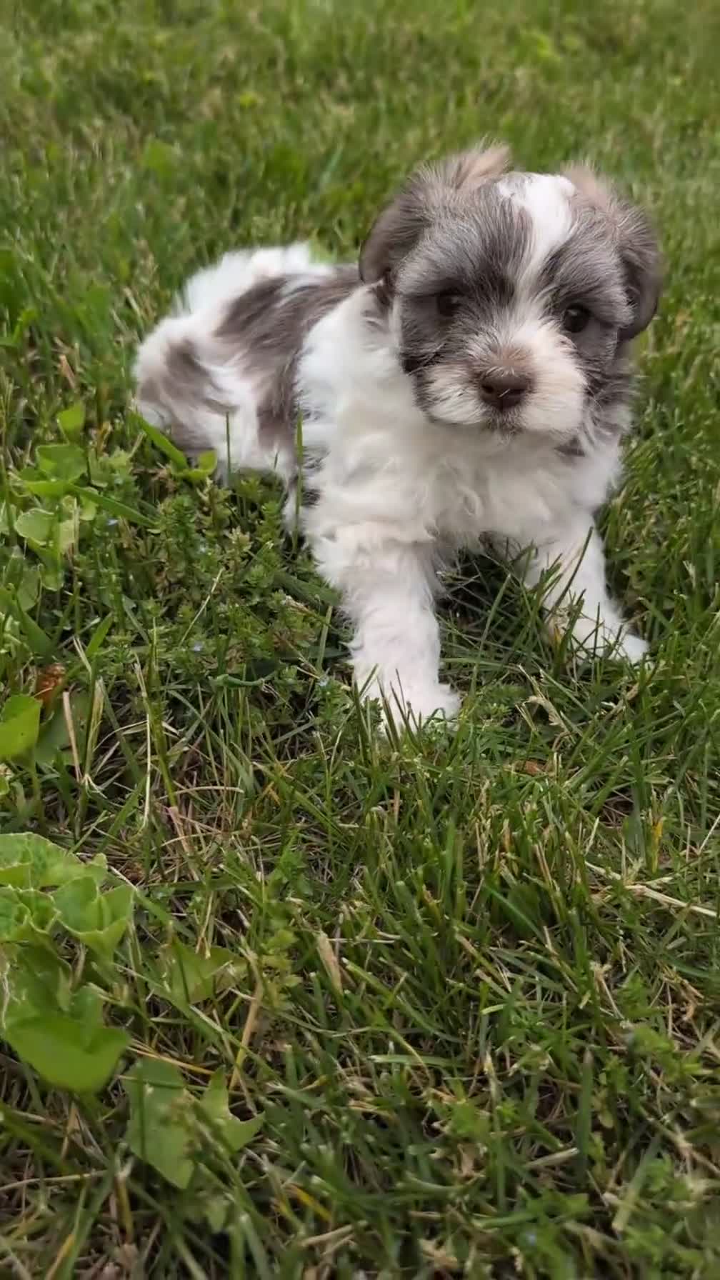 Havanese dogs for sale:  Nash - Video 1