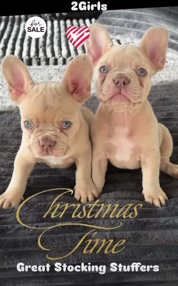 French Bulldog dogs for sale: French Bulldog Puppy 1 - Video 3
