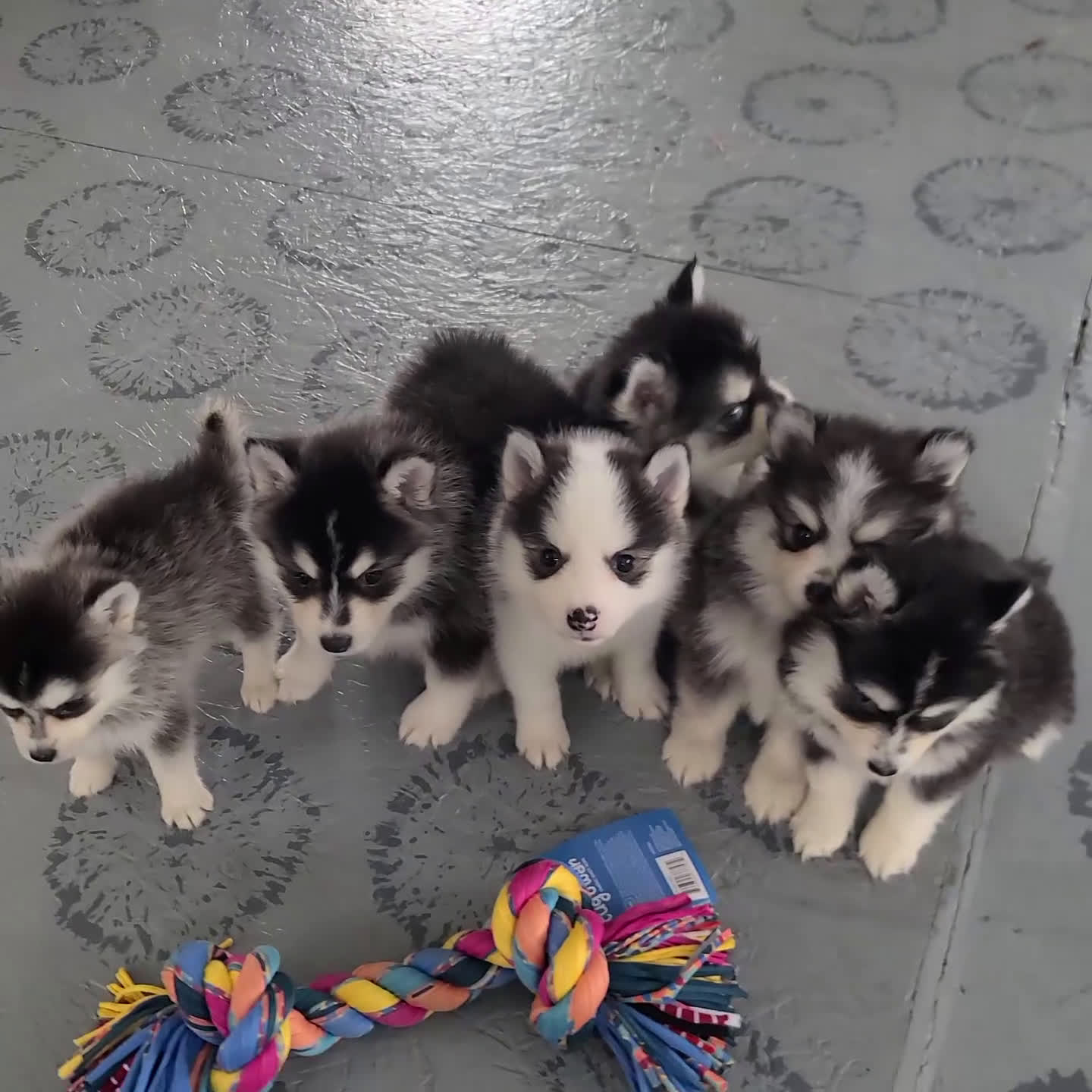 Pomsky dogs for sale: Jake - Video 1