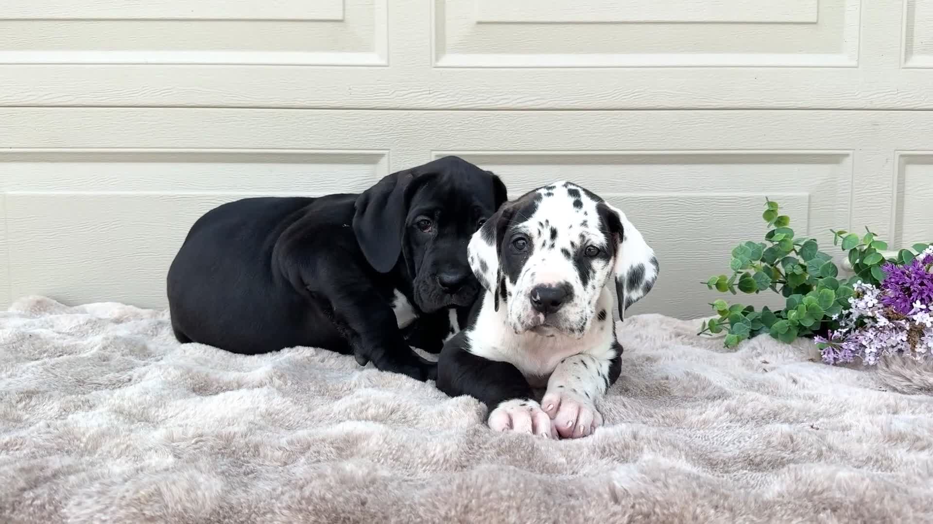 Great Dane dogs for sale: Lilac - Video 1