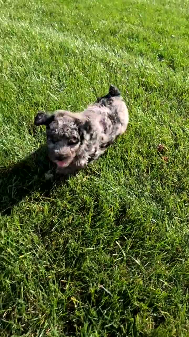 Miniature Poodle dogs for sale: Hunter - Video 2