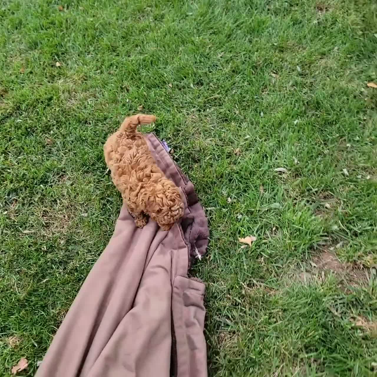 Cavapoo dogs for sale: Rover - Video 3