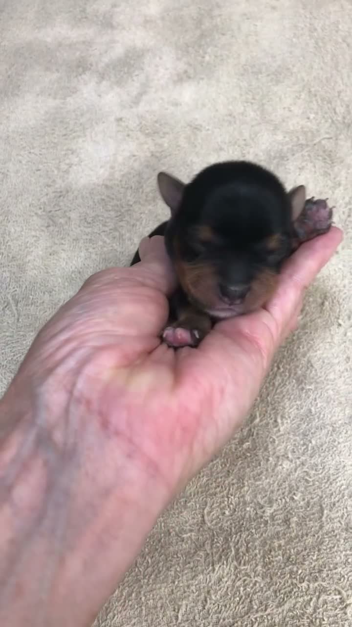 Yorkshire Terrier dogs for sale: Peyton - Video 2