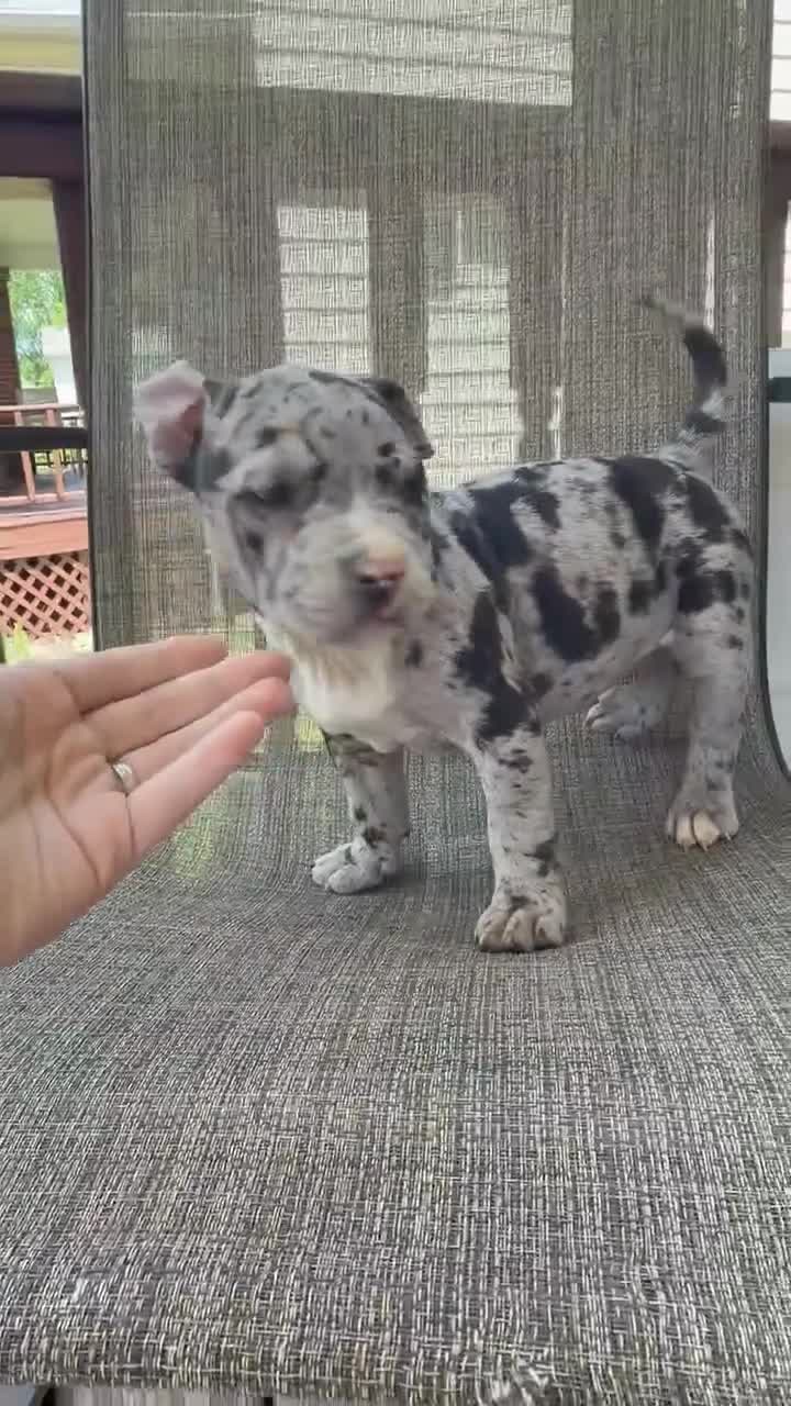 American Bully dogs for sale: Hera - Video 1