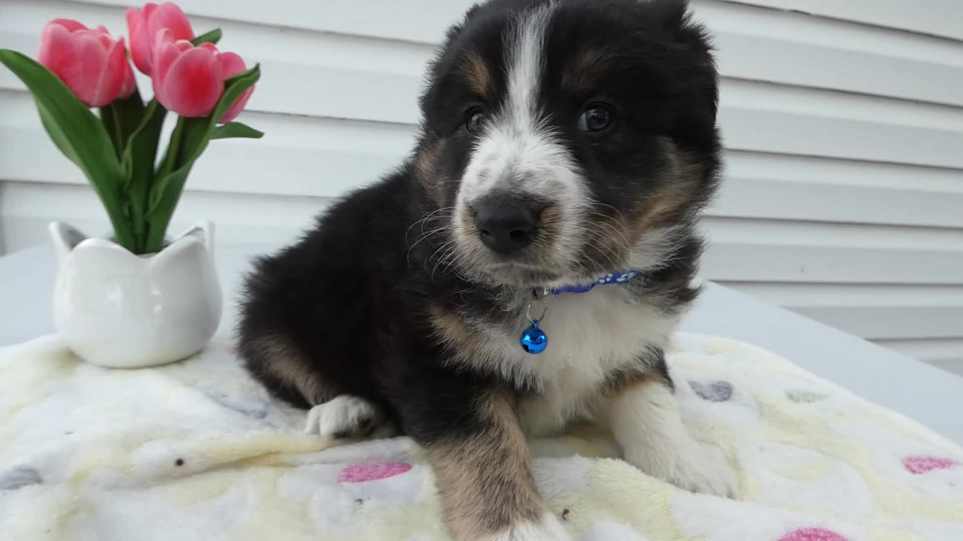 Miniature Australian Shepherd dogs for sale: Miniature Australian Shepherd Puppy 5 Star - Video 1