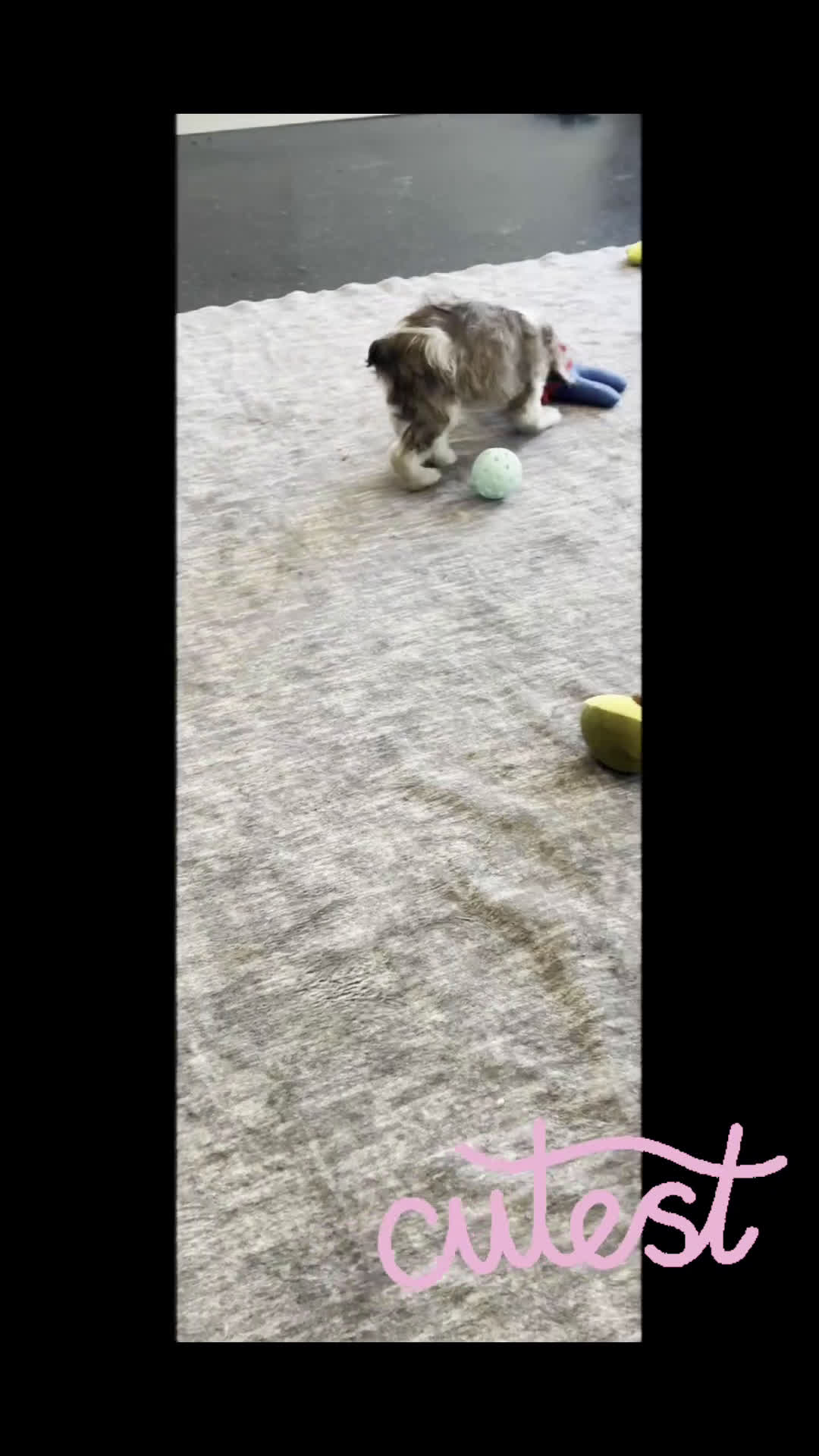 Cocker Spaniel dogs for sale: Comet - Video 1