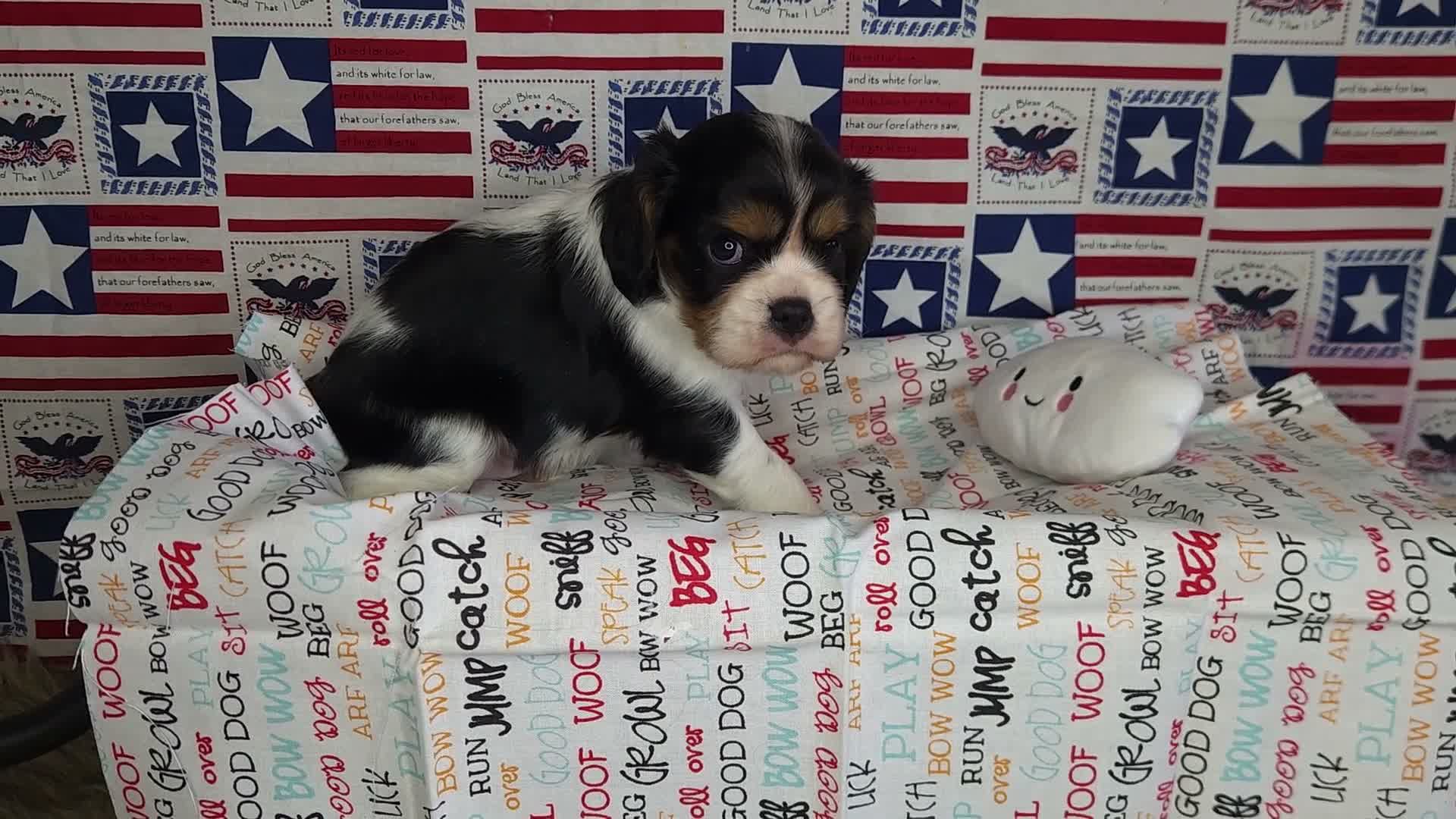 Cavalier King Charles Spaniel dogs for sale: Zoro - Video 1