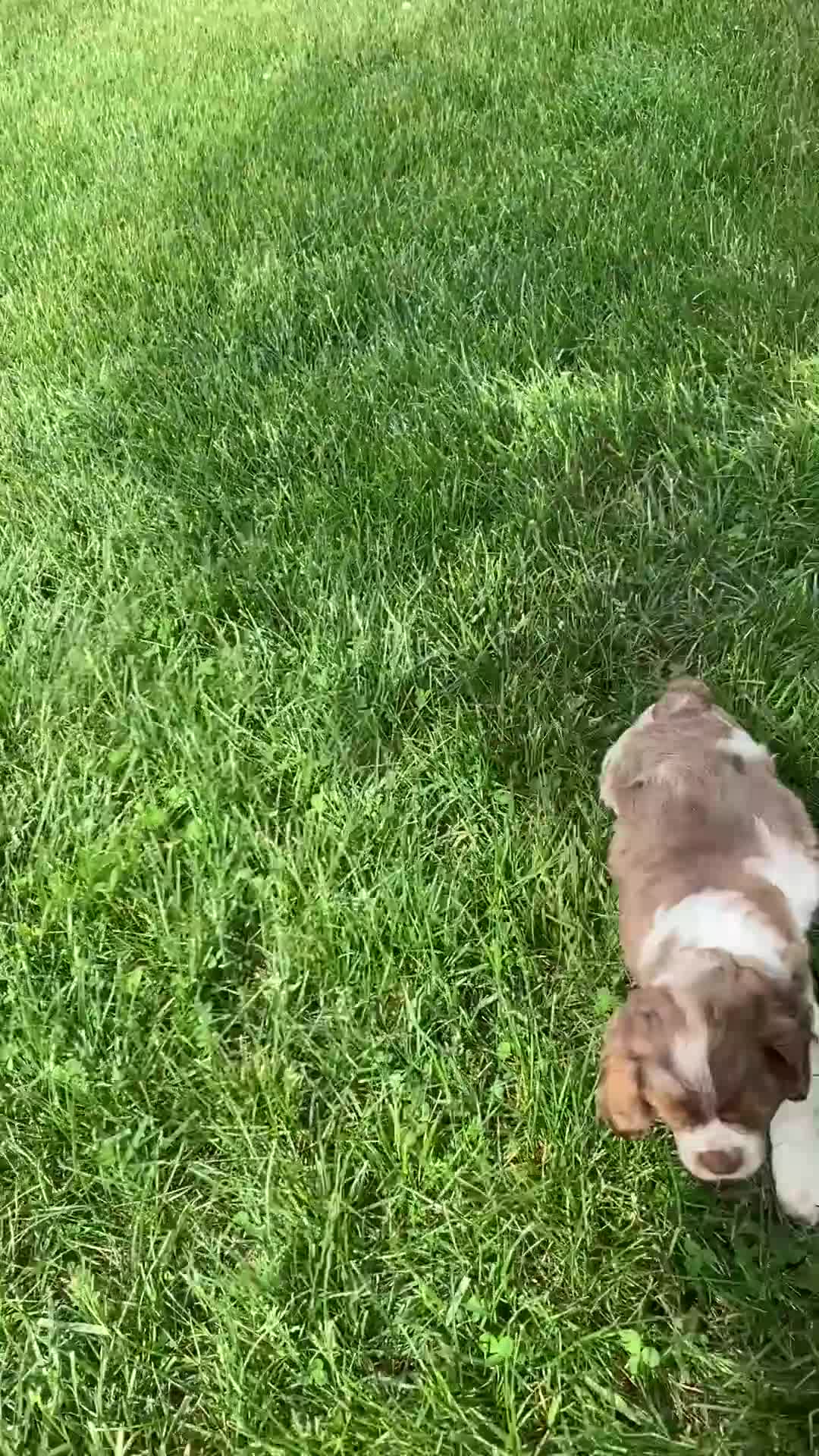 Cocker Spaniel dogs for sale: Abby - Video 1