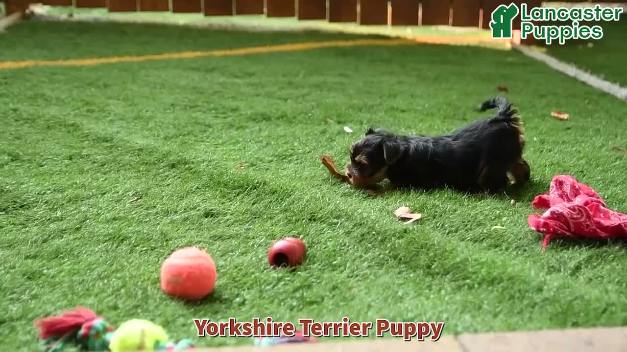 Yorkshire Terrier dogs for sale: Gracie - Video 1