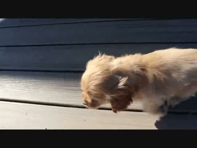 Cocker Spaniel dogs for sale: Timber - Video 1