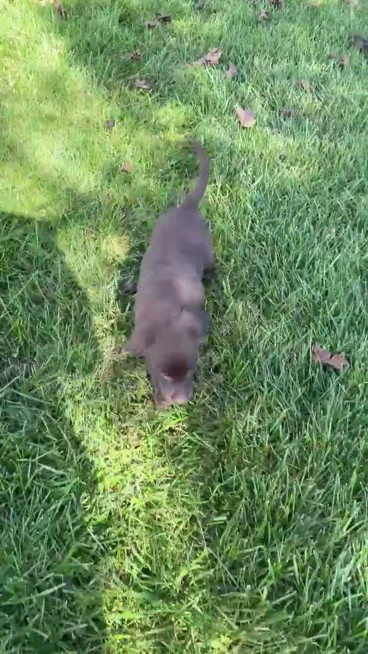 Labrador Retriever dogs for sale: Lucy - Video 1