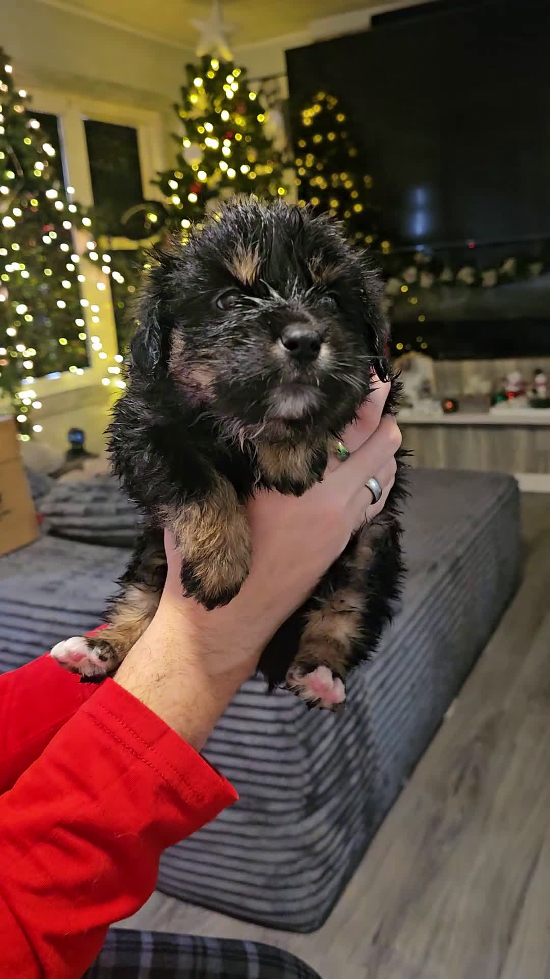 Mixed Breed dogs for sale: The Enchanted Pomalier 🐾 - Video 8