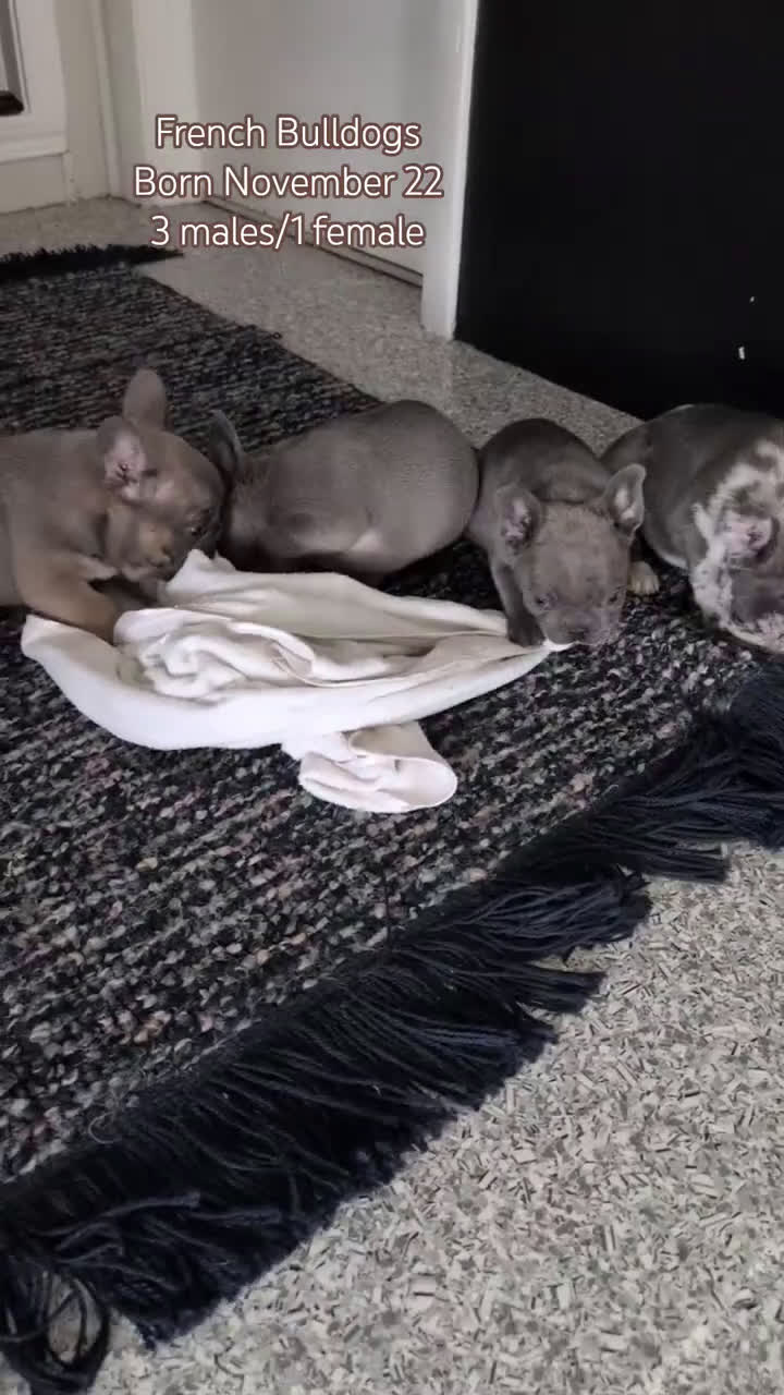 French Bulldog dogs for sale: Nala - Video 3