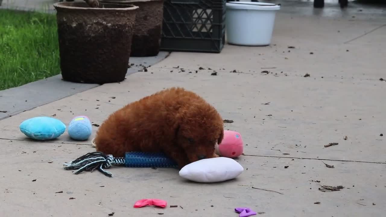 Cavapoo dogs for sale: Sunshine - Video 1