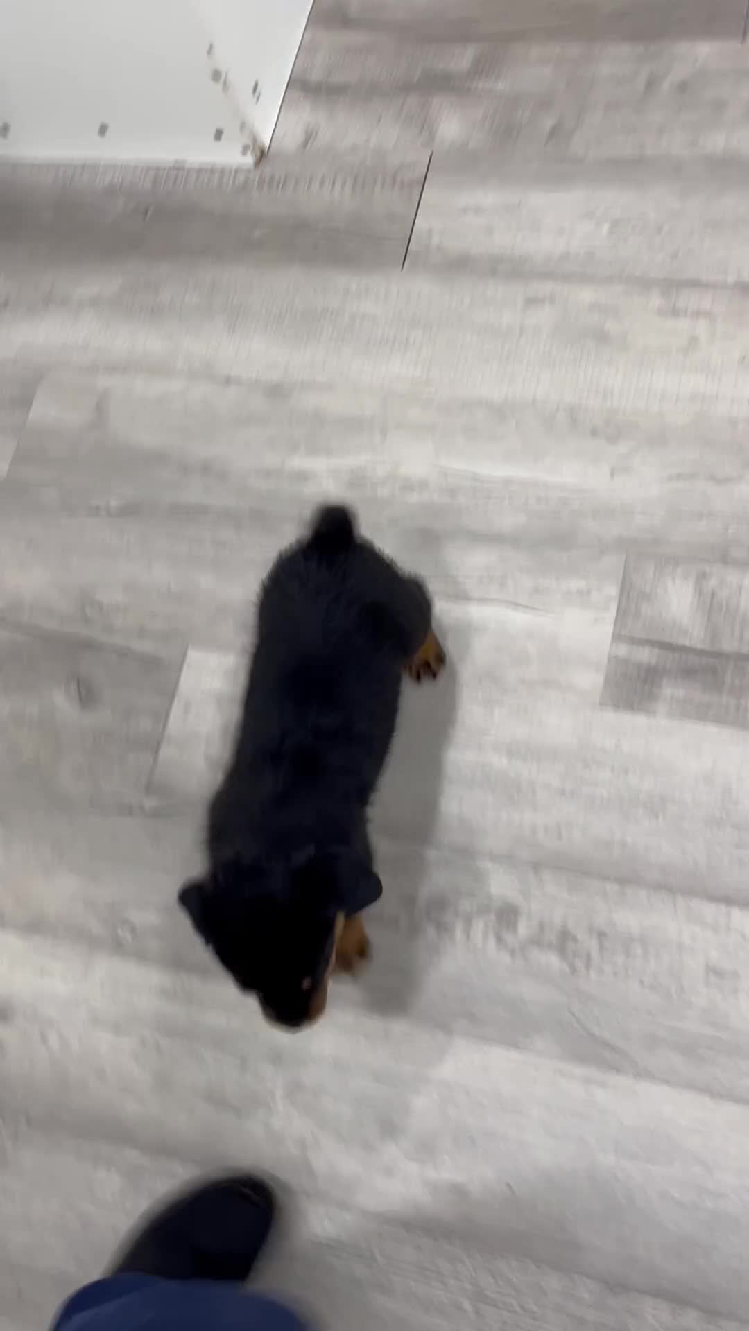 Rottweiler dogs for sale: Auggie - Video 1