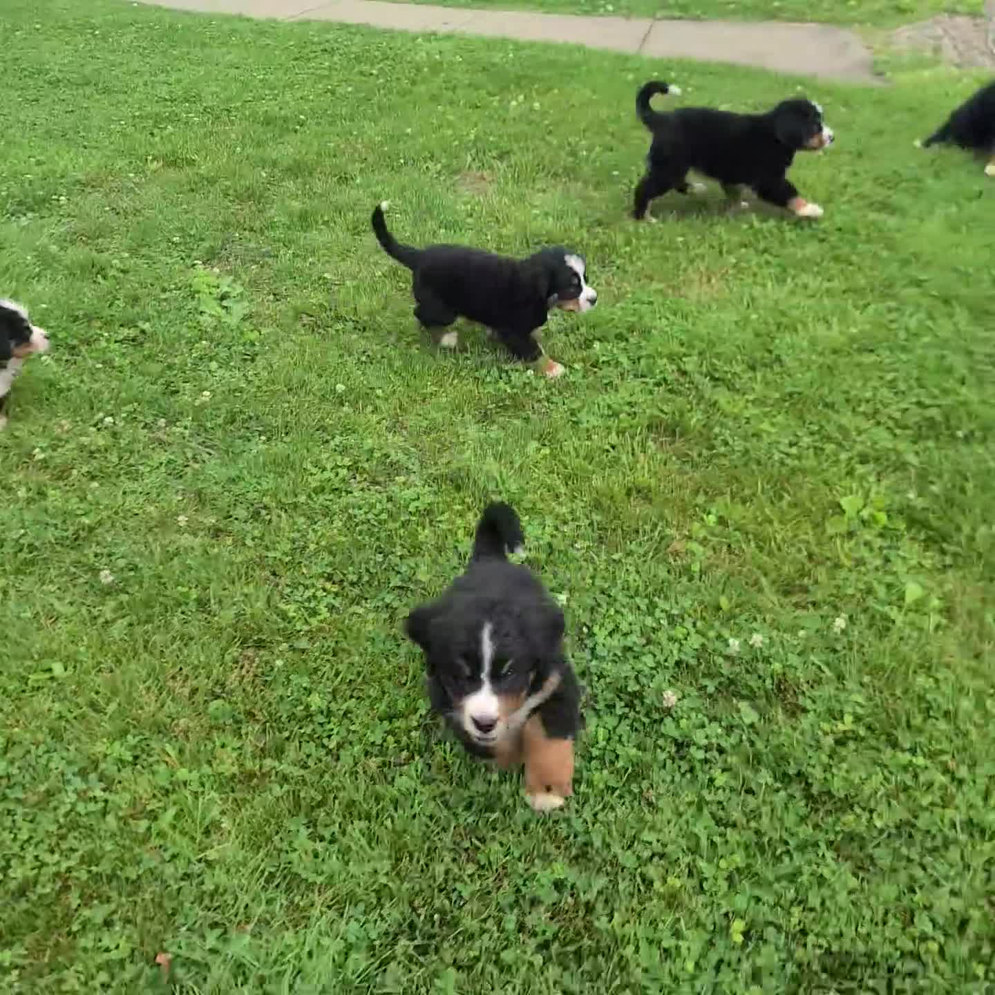 Bernese Mountain Dog dogs for sale: Nickle - Video 1