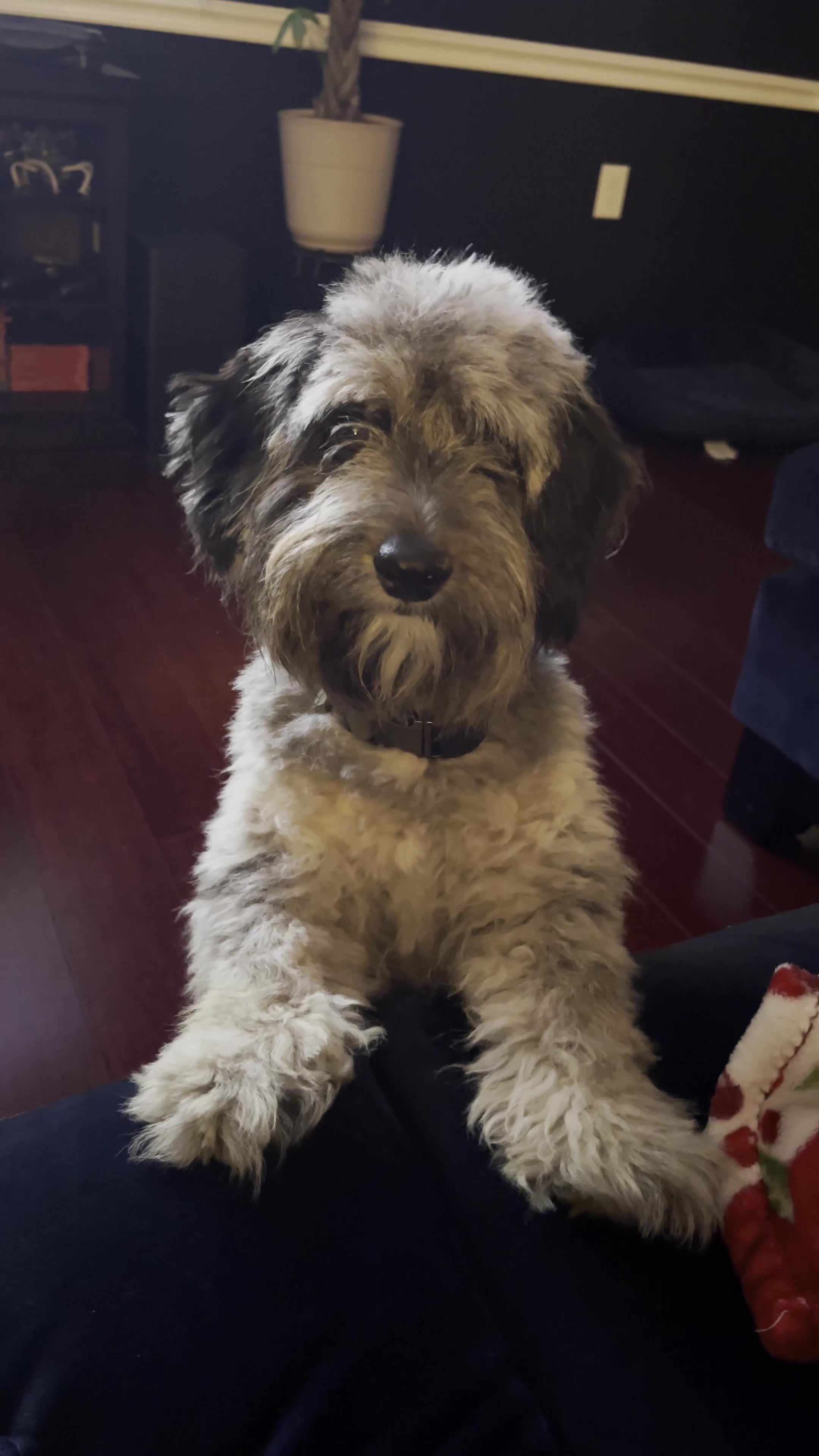 Aussiedoodle dogs for sale: Milo - Video 2