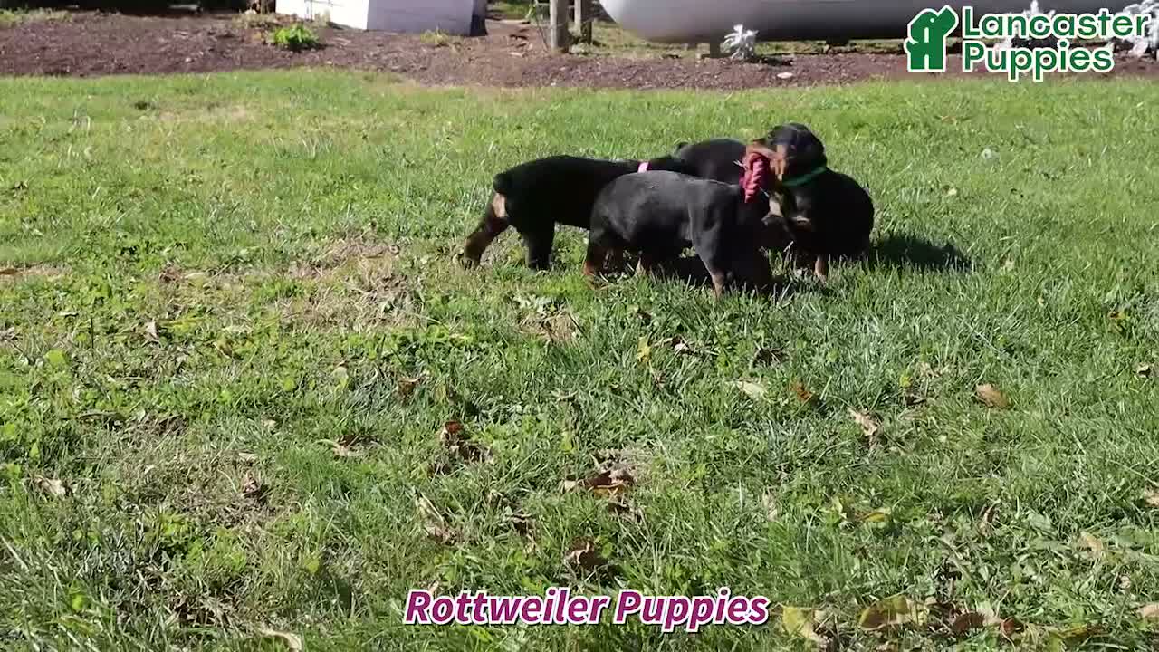 Rottweiler dogs for sale: Brady - Video 1