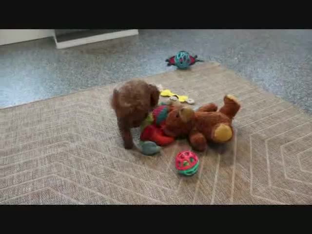 Mini Goldendoodle dogs for sale: April - Video 1