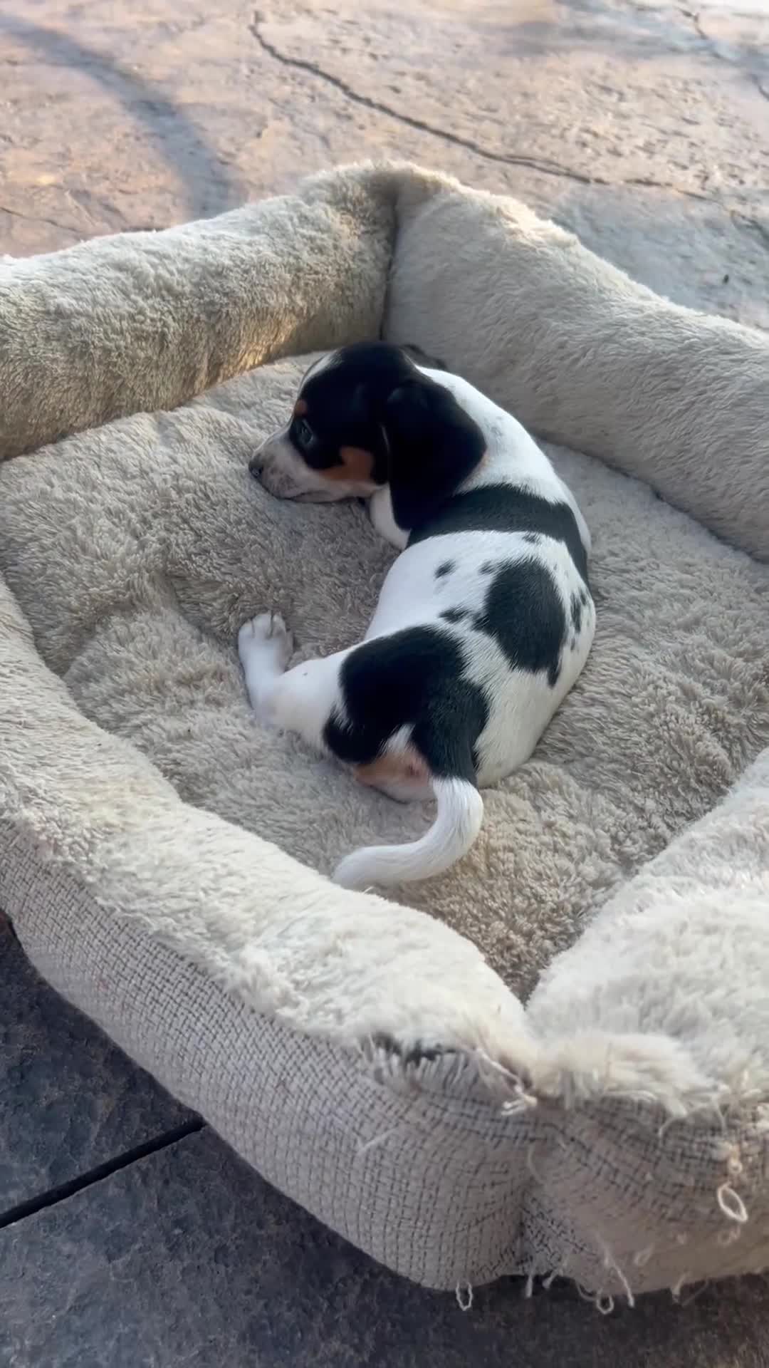 Dachshund dogs for sale: Grace - Video 1